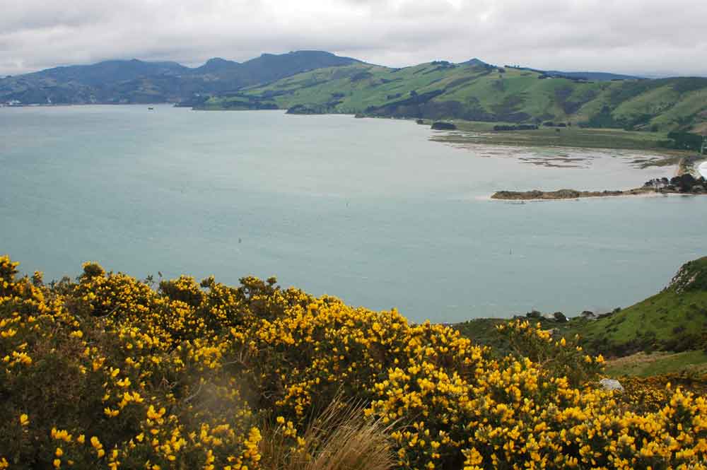 194 - Nueva Zelanda - Dunedin, peninsula de Otago, panoramica
